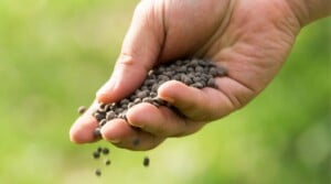 How to Plant, Grow, and Care for China Asters