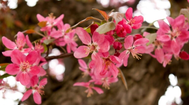21 Beautiful Flowering Crabapple Trees for Your Garden