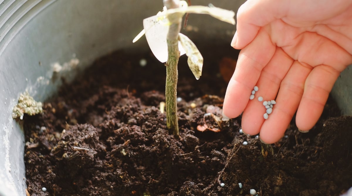 A hand carefully disperses fertilizer granules onto the rich, dark soil nestled within a spacious pot, nurturing the plant's growth. A thriving green plant emerges from the nourished soil.