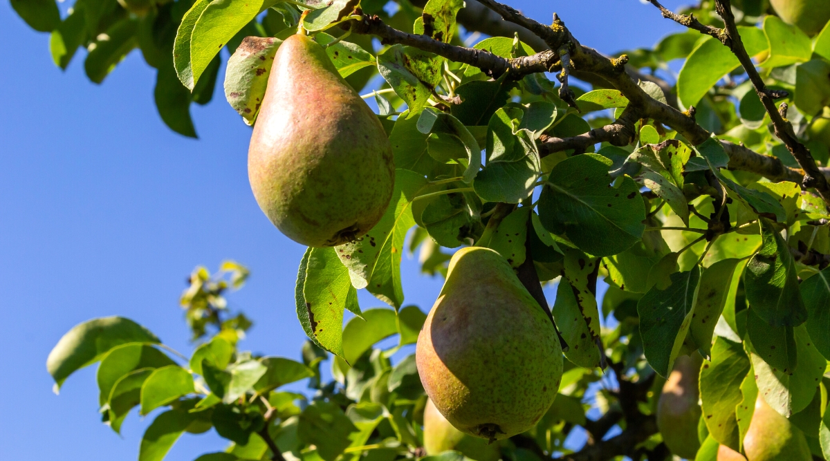 Close-up of Pyrus communis with ripe fruits against a blue sky. Pyrus communis, commonly known as the European pear tree, is a deciduous tree with a broad, rounded canopy and smooth gray bark. Its glossy, dark green leaves are oval in shape and have slightly jagged edges. The tree produces edible pears that are green with a pinkish tint.