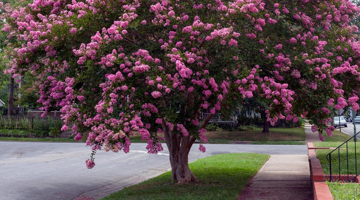 A close-up reveals the exquisite raspberry-colored flowers of the crepe myrtle tree, their delicate petals unfolding in elegant clusters. The lush green leaves provide a contrasting backdrop, showcasing vibrant, healthy appearance. Graceful stems and branches extend gracefully, creating a harmonious composition within the modern sidewalk environment.