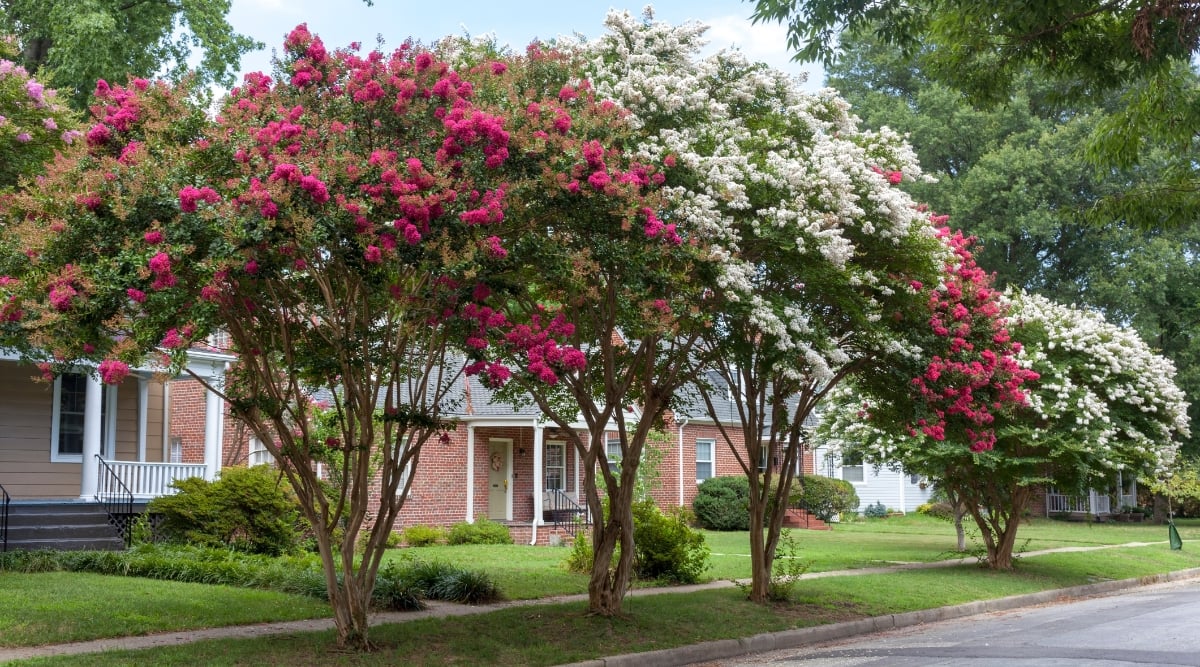 A close-up of Crape Myrtle trees featuring a profusion of white and red flowers against vibrant green leaves. The stems and branches form an intricate pattern, set in a lush green lawn along sidewalks, with a contemporary house looming in the background.