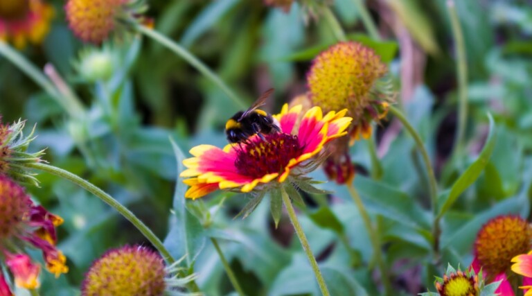 How to Start a Pollinator Garden
