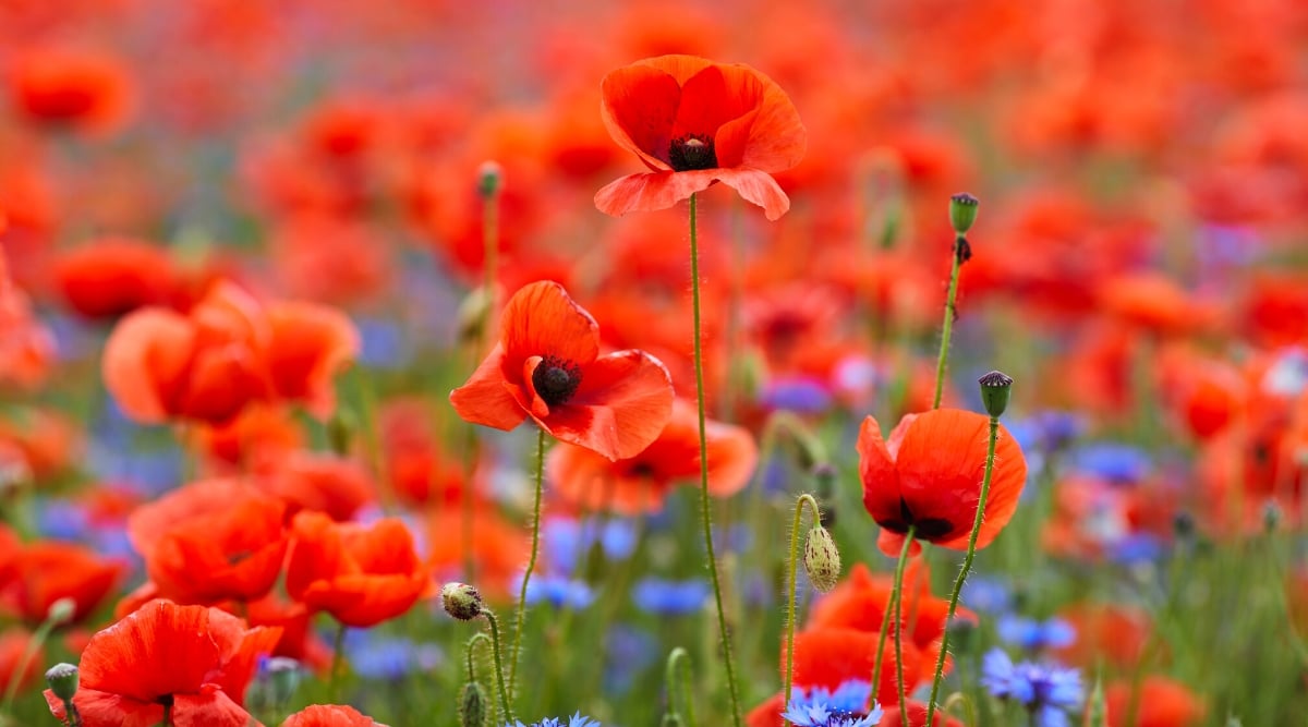 A vast expanse of red-orange poppies dances gracefully, swaying atop their slender, elongated stems. Amidst this sea of color, delicate blue flowers add a contrasting touch, creating a picturesque tapestry of nature's beauty.
