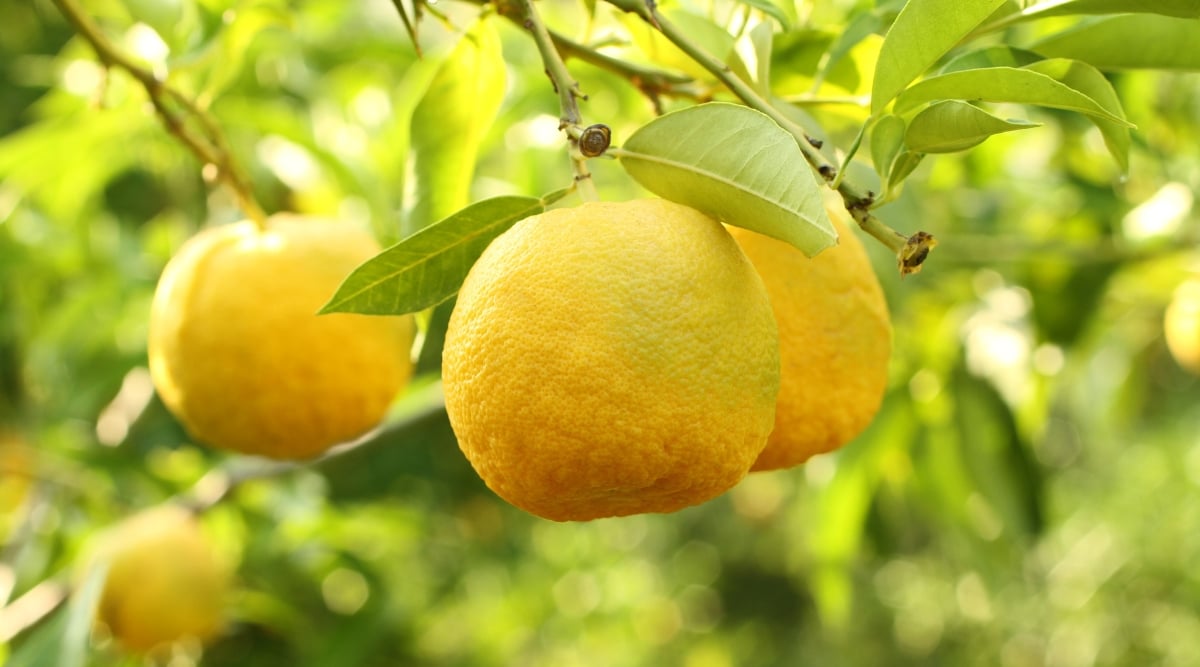 Ripe yuzu fruits dangling gracefully from branches, their vibrant hues hinting at citrusy delights. In the backdrop, a lush tapestry of leaves unfolds, their verdant shades creating a harmonious contrast against the focal fruits.