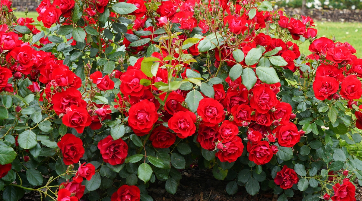 Close-up of a Floribunda Rose blooming in a garden. Floribunda Rose is a hybrid rose variety known for its abundant clusters of colorful, fragrant flowers. These roses bloom profusely with each cluster containing multiple blooms in deep red. The compact, bushy plants are adorned with glossy, dark green foliage, providing a lush backdrop to the stunning display of flowers.