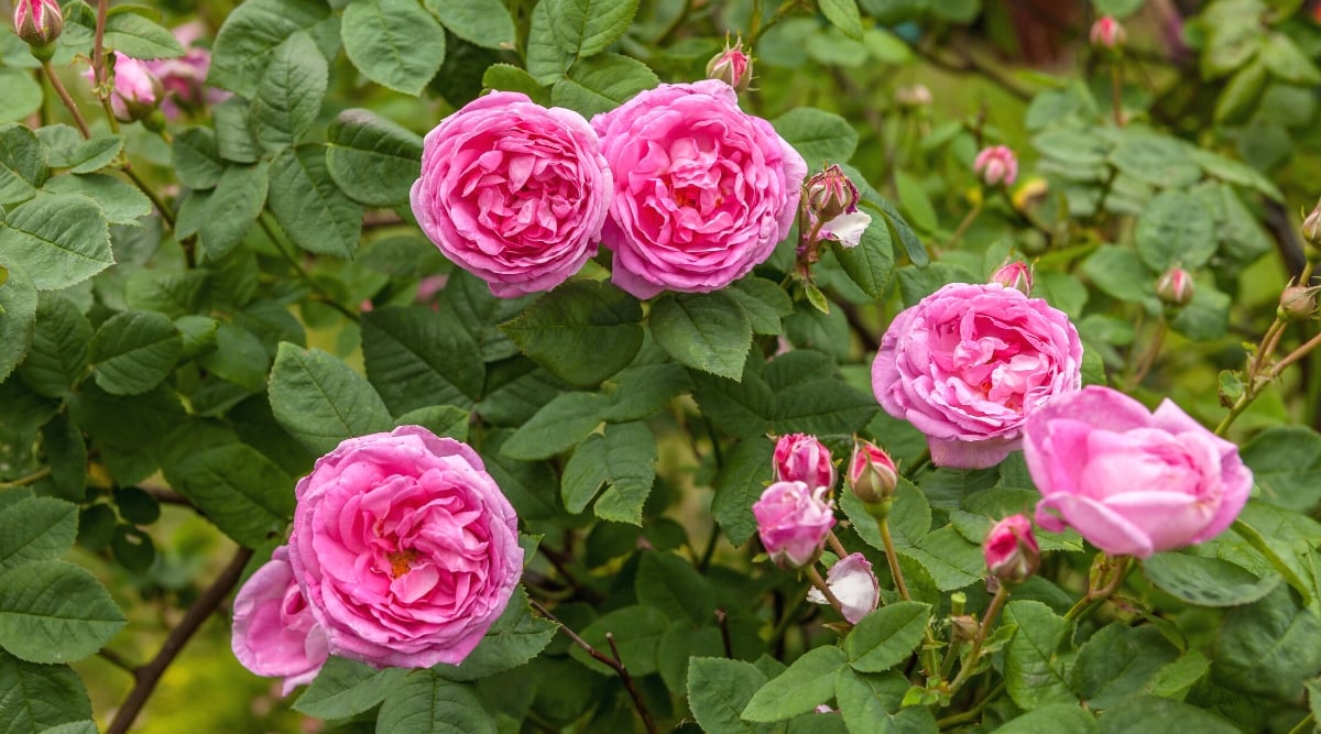 How to Plant, Grow, and Care for Old Garden Roses