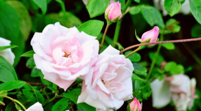 How to Plant, Grow, and Care for New Dawn Roses