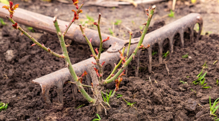 How to Plant, Grow, and Care for Old Garden Roses