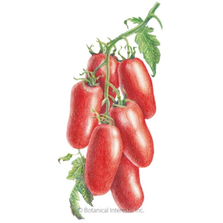 San Marzano Roma Pole Tomato Seeds