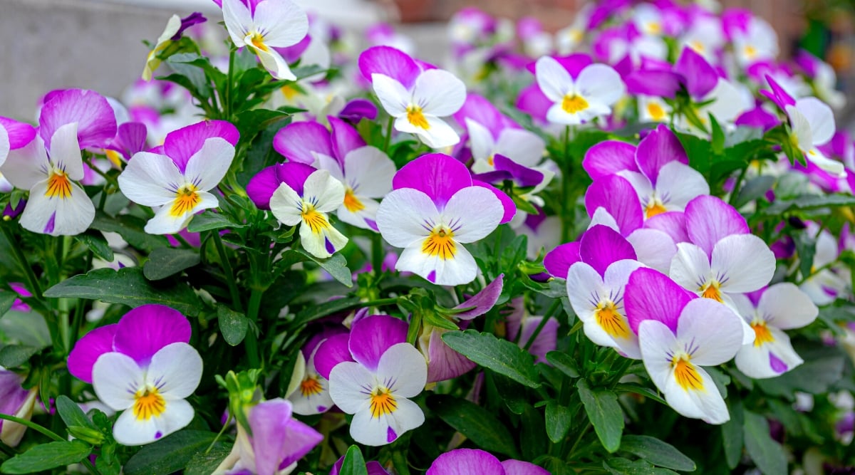 A cluster of viola flowers showcasing white and purple petals, each adorned with yellow centers. Surrounding the blossoms, dense green leaves provide a verdant backdrop, enhancing the beauty of the blooms.