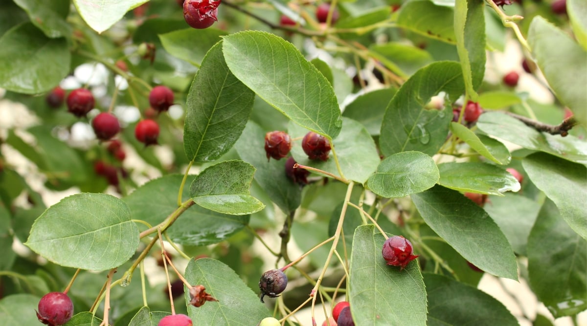A close-up of Serviceberry berries, showcasing their deep purple and red hues and small, round shape. The berries cluster together, creating a visually appealing arrangement on the branches. Surrounding the berries are lush green leaves, contributing to the overall picturesque appearance of the Serviceberry.