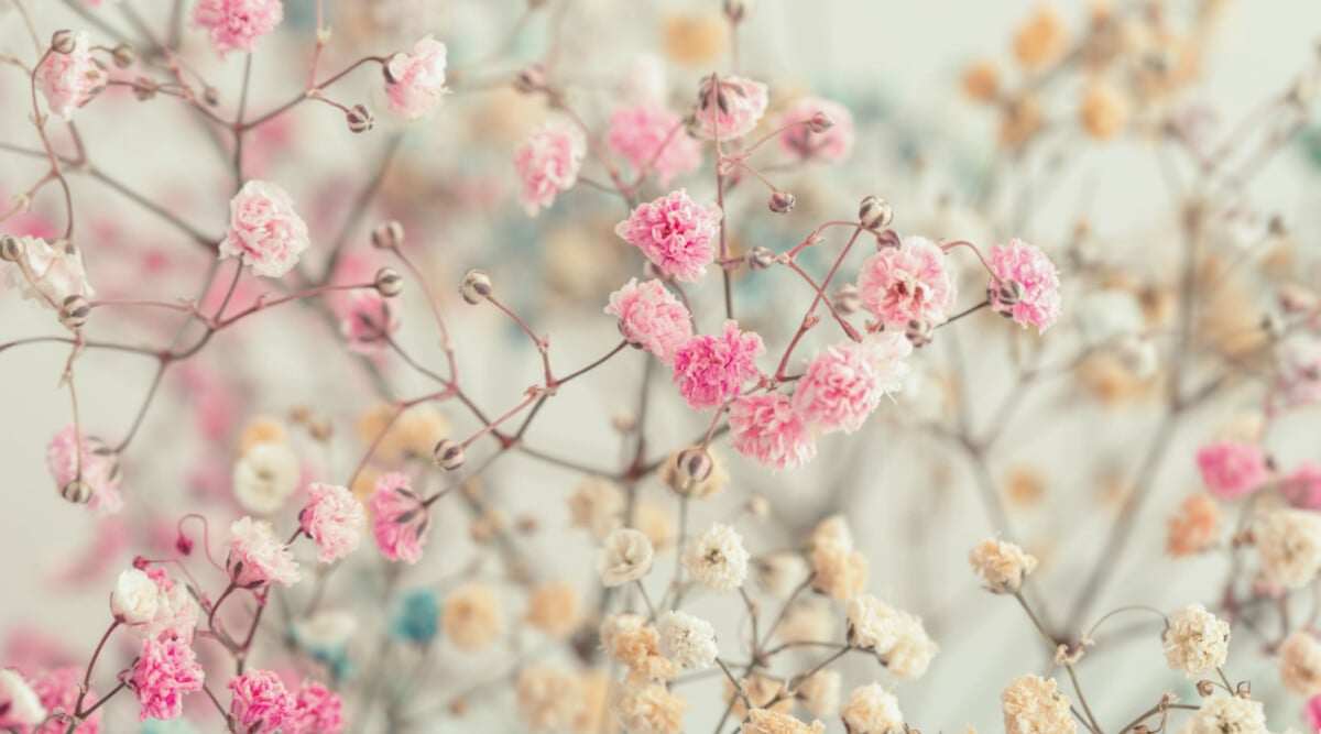 pink and white baby's breath in a bouquet.