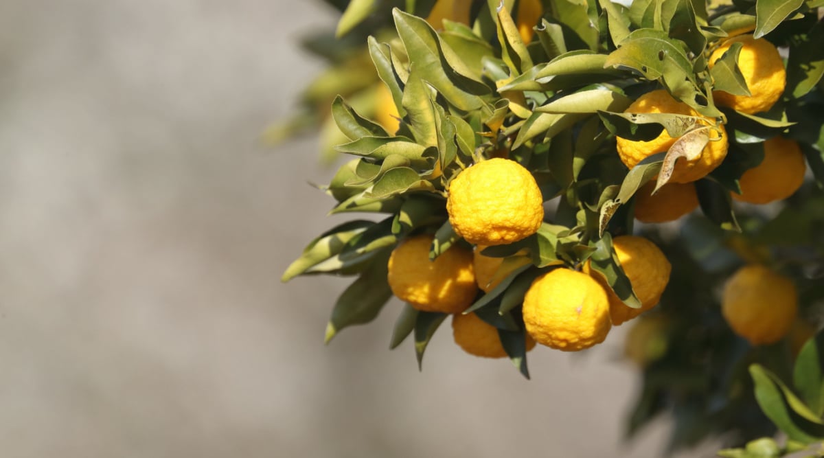 yellowing leaves are a sign of stress. Close up of stressed, curled leaves, and yuzu fruit.