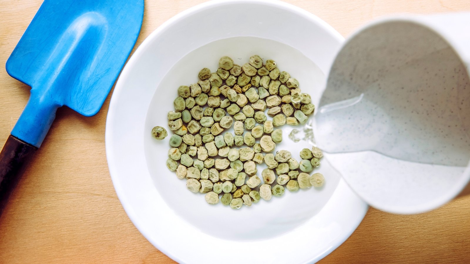 13 Seeds You Should Soak Before Planting 13-seeds-you-should-soak-before-planting