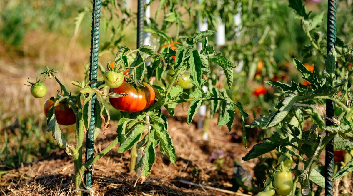 Close-up of tomatoes growing in a garden bed. Tomato plants sprawl featuring vines with fuzzy, oval-shaped serrated leaves. The leaves are a bright green color and grow alternately along the stems. Tomato plants produce round, slightly flattened, edible fruits with thin, shiny green and red skin.