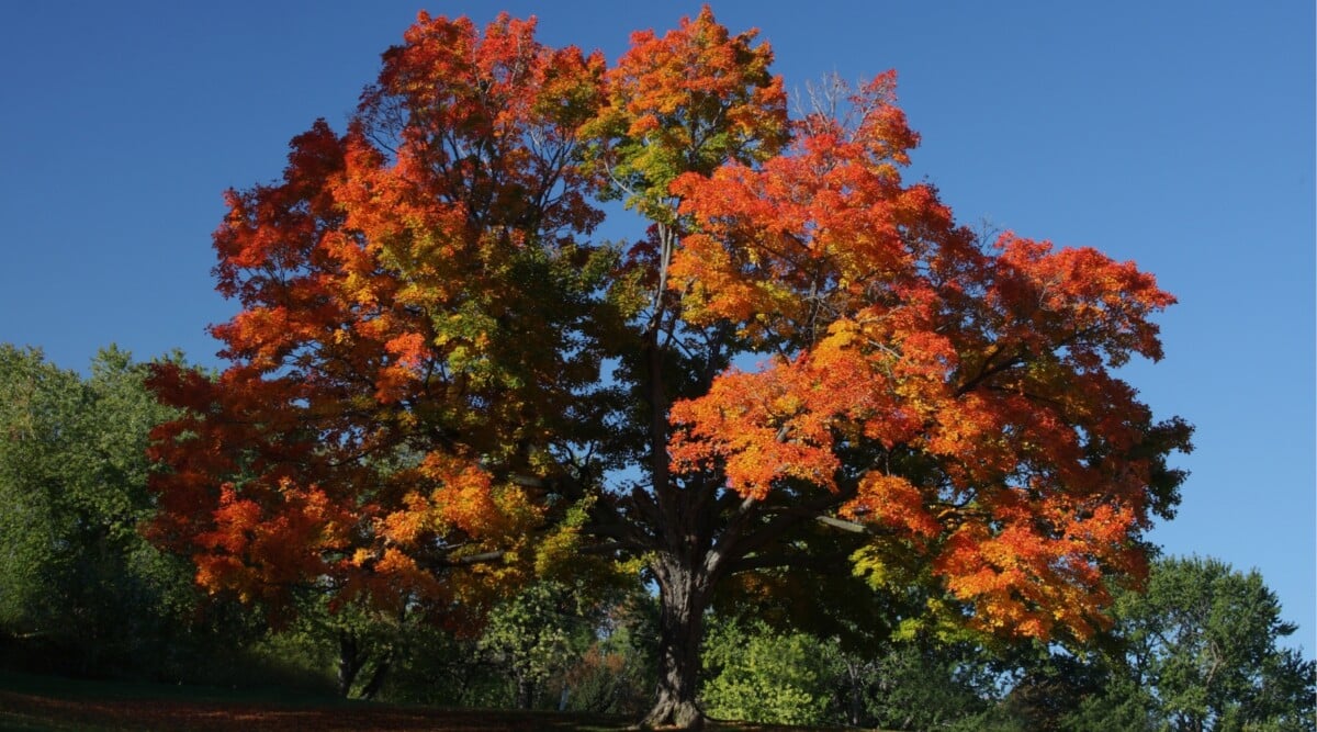 A majestic Sugar Maple tree stands tall, its bark displaying intricate patterns and textures. The vibrant orange leaves shimmer in the sunlight. Against a clear blue sky, surrounding lush greenery completes a tranquil forest scene.