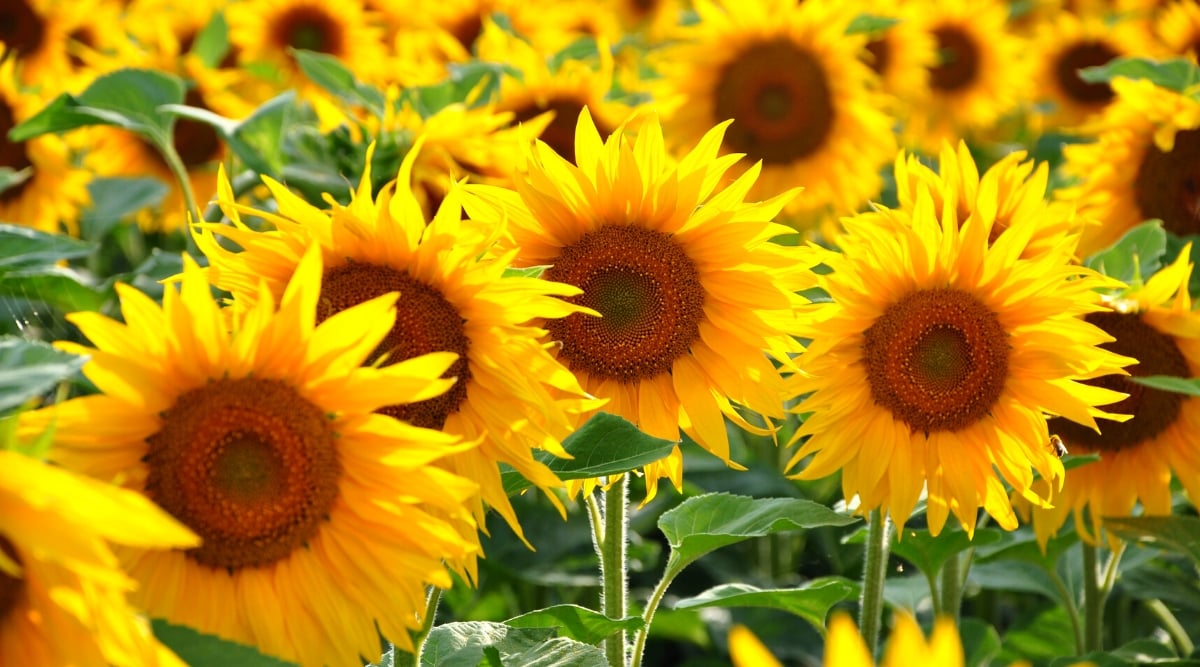 A close-up of sunflowers, their golden petals basking in the warm sunlight, radiating a joyful glow in the garden. Each flower stands tall, its intricate center displaying a rich tapestry of deep yellows and browns.
