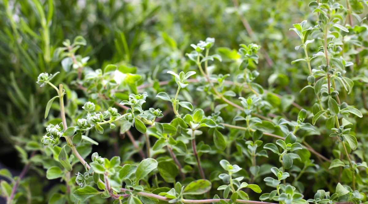 Close-up of Thyme in the garden. Thyme is a low-growing herb with tiny, aromatic leaves that are gray-green in color and have a slightly fuzzy texture. The leaves are arranged oppositely along the stems.
