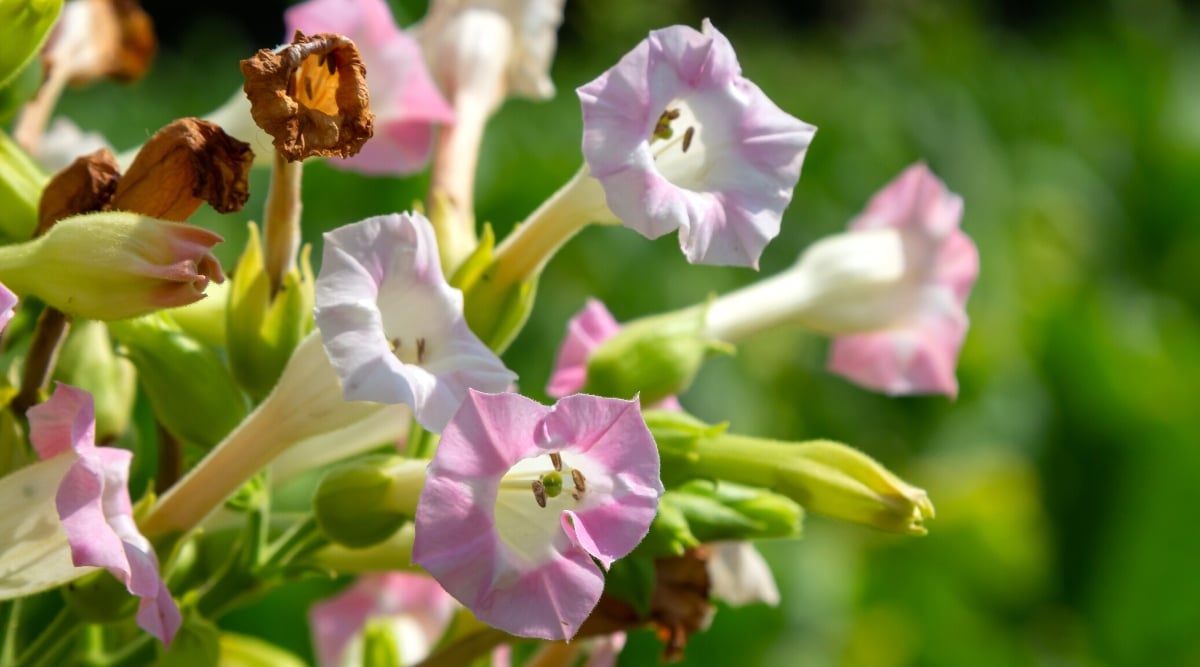 Lavender and trumpet-shaped flowering tobacco blossoms soak up the sun. The blurred background hints at lush greenery, creating a serene backdrop for the delicate and colorful blooms in the foreground.
