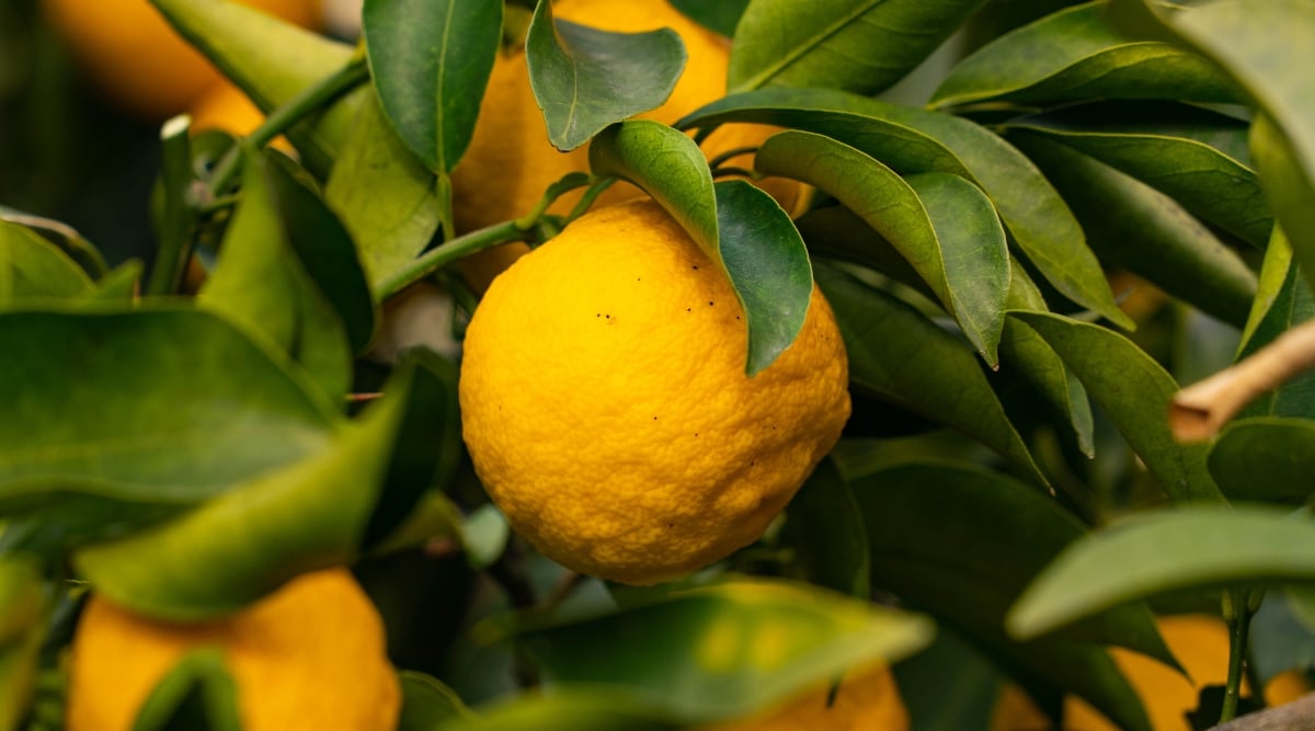 A close-up of a yuzu fruit, nestled amidst green leaves, showcases its textured peel. In the background, additional yuzu fruits contribute to a lively citrus-filled scene, evoking freshness and natural abundance.