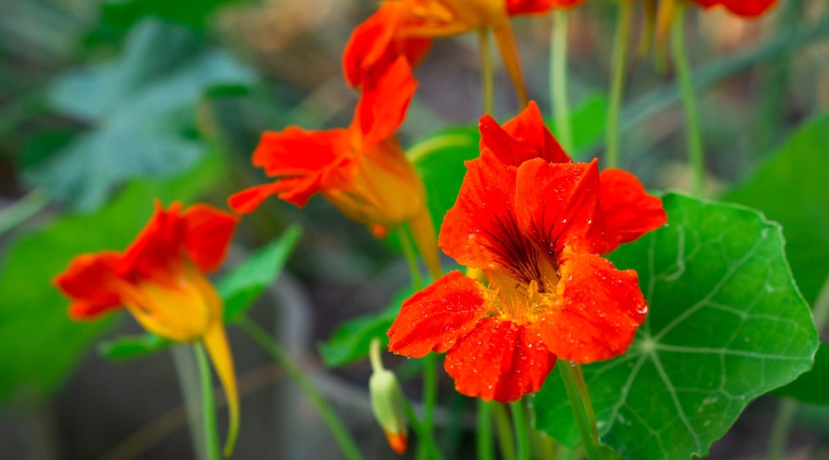 A close-up of a nasturtium flower, adorned in red-orange hues, glistens with dew drops. The blurred background reveals a tapestry of more nasturtium flowers and leaves, creating a harmonious scene.