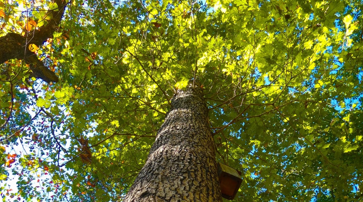 A close-up of a White Oak Tree, the stout stem, adorned with rugged bark, reflects the tree's enduring strength and age. The rich green leaves, arranged intricately, symbolize vitality and a flourishing ecosystem. Each leaf exudes a timeless elegance, defining the essence of the White Oak.