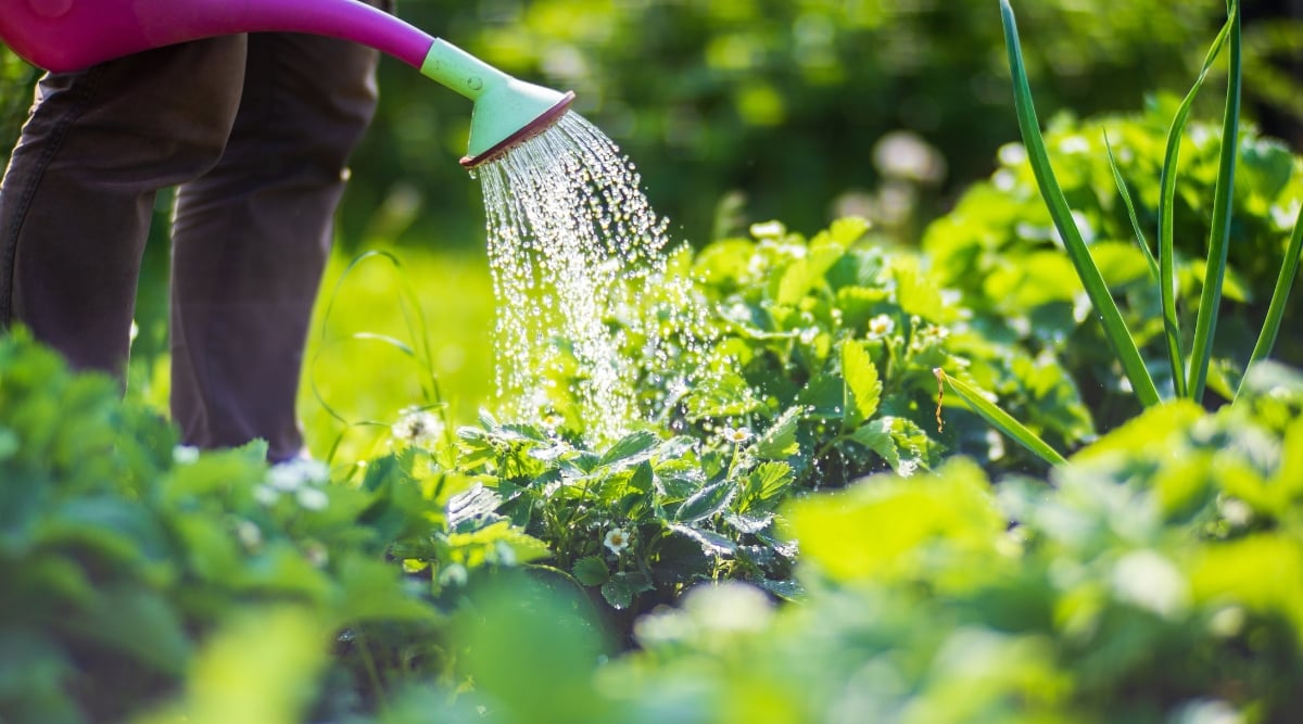 Watering vegetable garden. Close-up of a gardener with a large pink watering can watering onions, strawberries and other crops. Strawberries bloom with small white flowers.