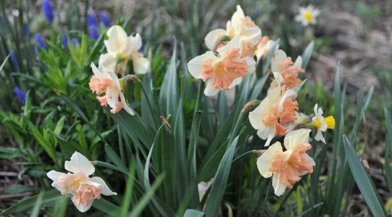 15 Peach Perennial Flowers for Your Garden