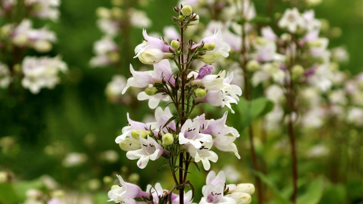 How to Plant, Grow, and Care For Foxglove Beardtongue