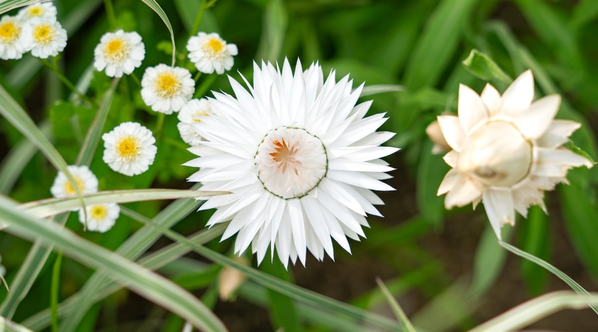 A close-up of a white strawflower, its slender petals delicately arranged. Behind it, various species of flowers bloom, featuring white petals with yellow centers, complemented by the graceful presence of slender leaves.
