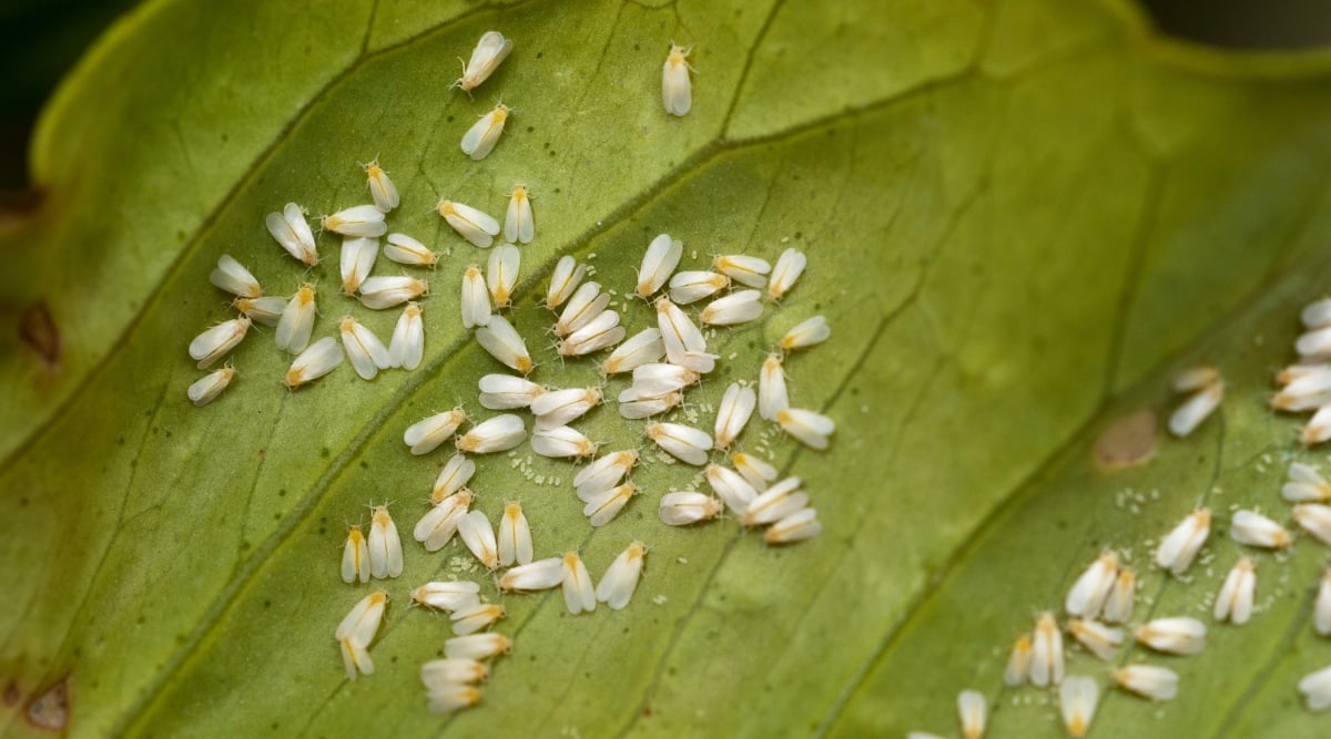 A close-up of a leaf reveals a disturbing infestation of tiny white flies. These pests, likely aphids or whiteflies, pose a threat to plant health by feeding on sap and potentially transmitting plant diseases.