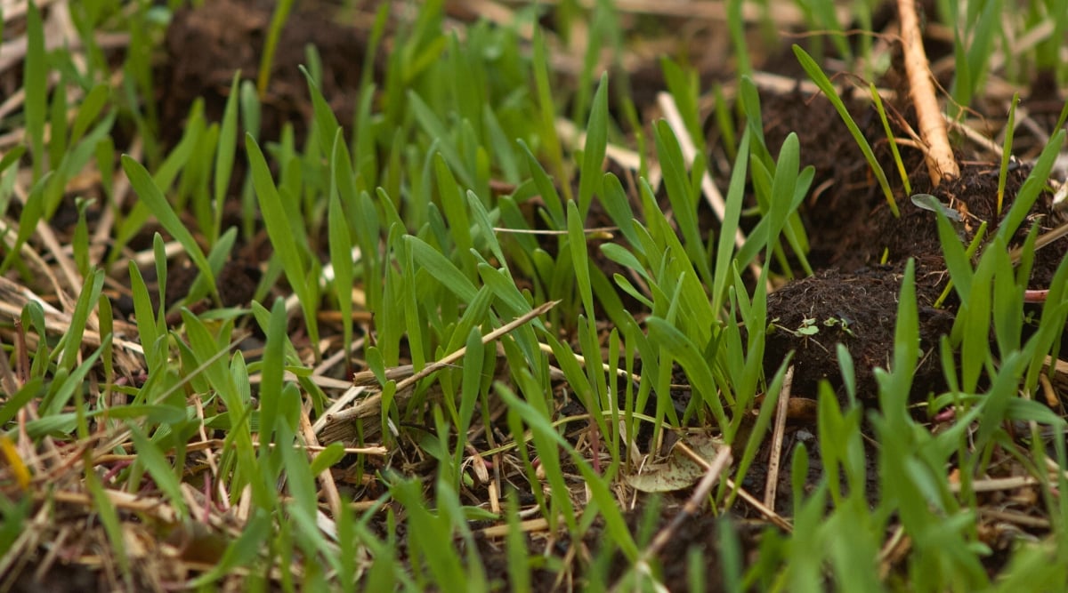 Close-up of a growing rye cover crop in a garden bed. The Winter rye cover crop presents a dense and lush appearance characterized by its tall, slender stems and abundant foliage. The foliage consists of long, narrow leaves that form a dense canopy.