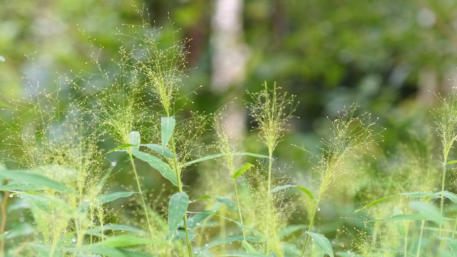 Panicum 'Frosted Explosion' is an ornamental grass cultivar celebrated for its striking appearance. It showcases upright, clumping foliage with narrow, arching leaves that are bluish-green in color. It produces airy and frothy seed heads.