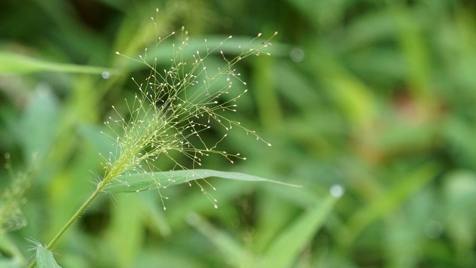 Close-up of Panicum seed head on blurred green background. Panicum 'Frosted Explosion', a cultivar of switchgrass (Panicum virgatum), is an ornamental grass. The foliage is adorned with airy, frothy panicles that resemble exploding fireworks.