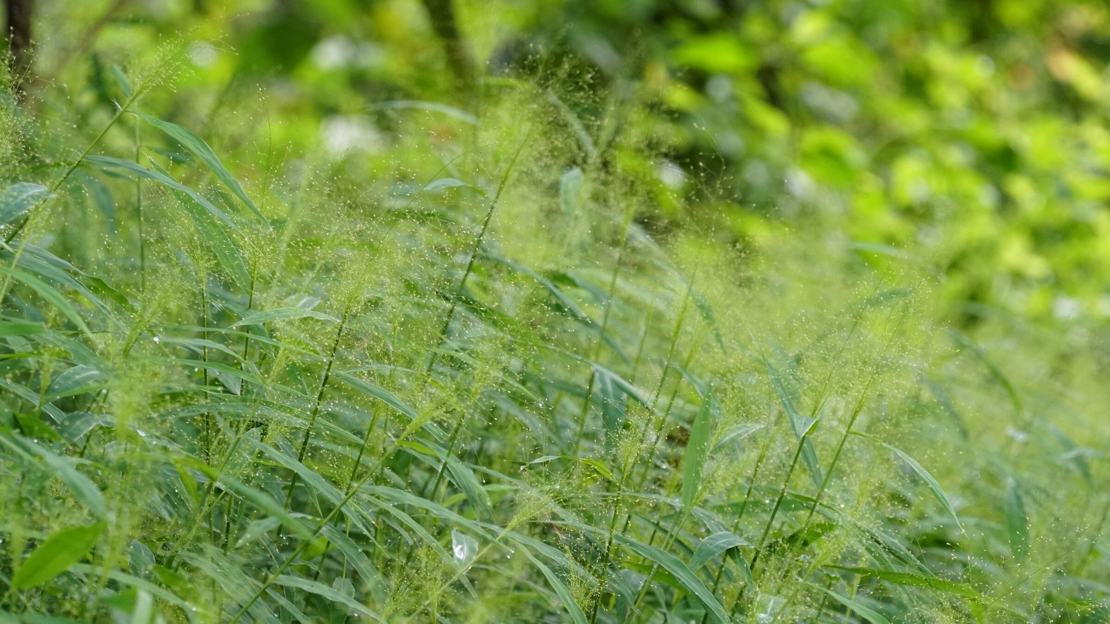 Close-up of ornamental grass 'Frosted Explosion' in the garden. This grass features slender, arching leaves with green blades edged in creamy-white, creating a variegated effect that adds visual interest to garden landscapes. The highlight of 'Frosted Explosion' lies in its striking seed heads, which resemble exploding fireworks.