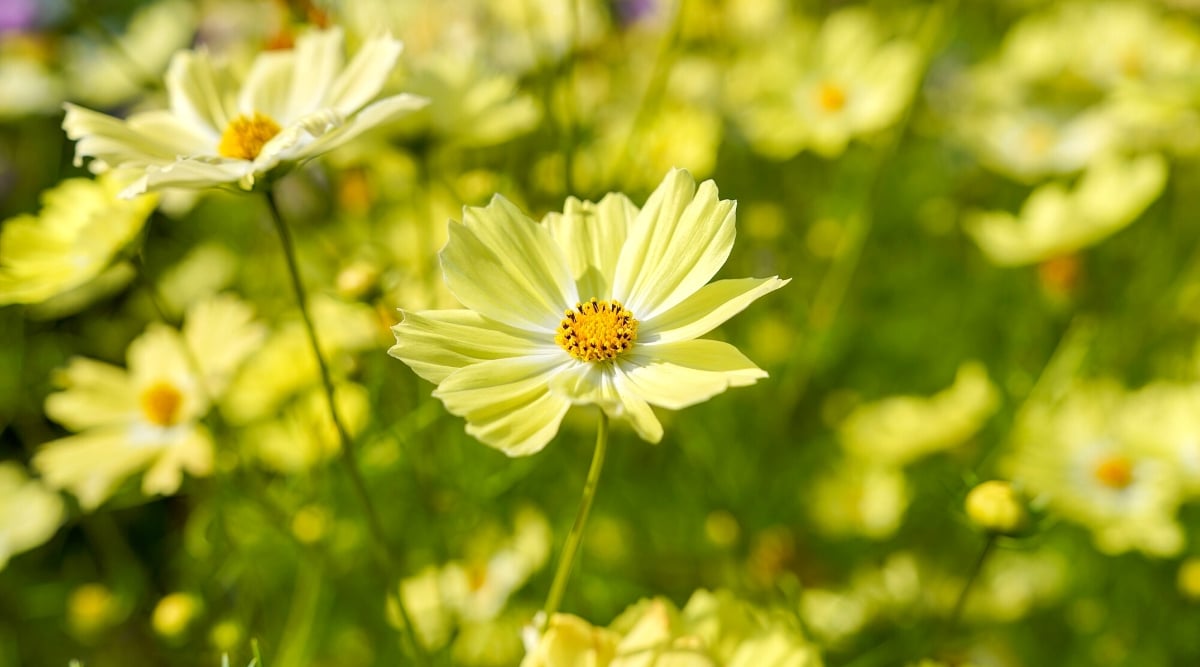  A lush green landscape featuring an array of green cosmos flowers blooming abundantly under the sun's gentle rays. The green foliage complements the flowers, creating a harmonious and serene environment.
