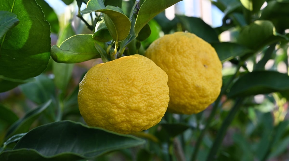 A close-up of two yellow yuzu fruits, their textured peel dotted with tiny bumps, adds a lively touch. They rest among lush green leaves, creating a picturesque scene of freshness and natural beauty.