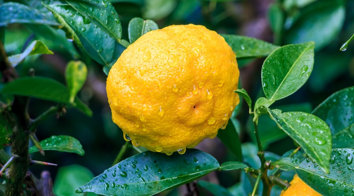 A close-up of a yuzu fruit nestled among green leaves, each adorned with delicate water droplets. The intricate details showcase the fresh essence of the citrus, evoking a sense of nature's beauty and refreshing zest.
