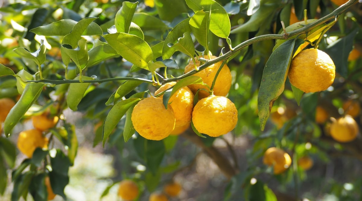A slender branch of a yuzu tree extends gracefully, adorned with ripe fruits gently swaying in the sunlight's embrace. Behind it, a blurred backdrop reveals a bounty of yuzu fruits and green leaves.