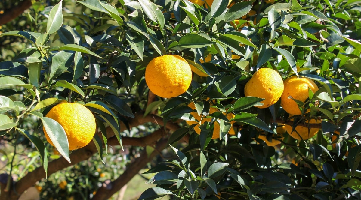 A yuzu tree stands illuminated by sunlight, its verdant leaves glistening in the gentle breeze. Among the branches, ripe yuzu fruits dangle, their bright hues contrasting beautifully against the lush foliage.