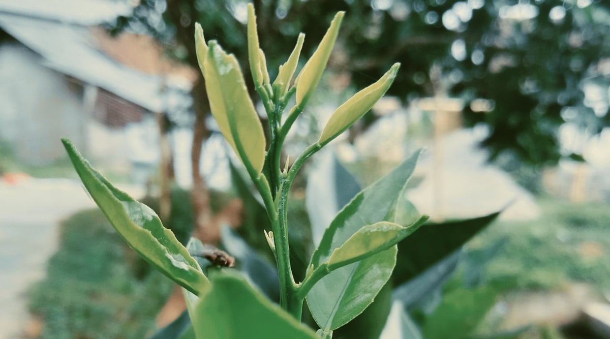 A close-up of a yuzu stem, adorned with green leaves that add freshness to the scene. The blurred background gracefully highlights the presence of other tree leaves, creating a harmonious and natural composition.