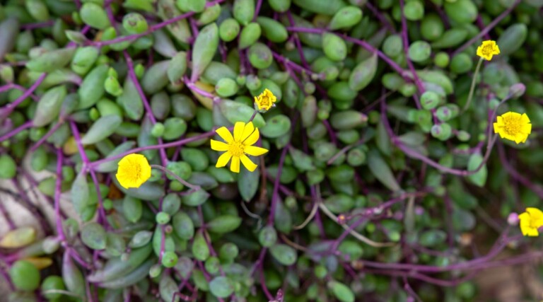 How to Plant, Grow, and Care For String of Rubies