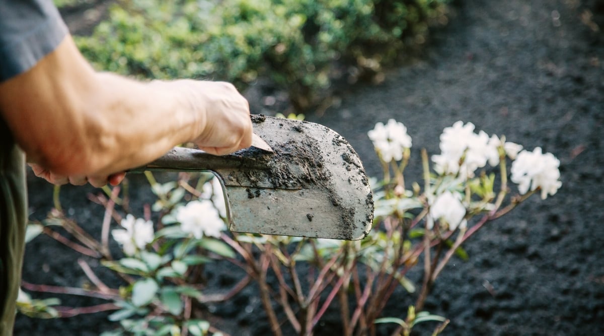 Close-up of a gardener's hands cleaning a shovel from soil residues in the garden against a blurred background of a flower bed. The shovel has a wide metal blade covered with wet soil.