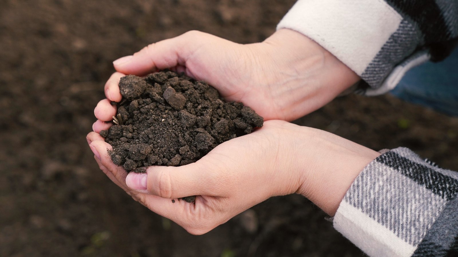Close-up of a gardener's hands holding a pile of fresh soil against a blurred soil background. The gardener is wearing a checkered shirt. The soil is loose, dark brown, slightly lumpy.