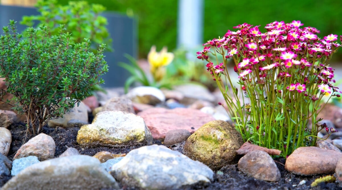 firewise landscape design. Close-up of blooming Saxifraga arendsii and Thyme in a garden with decorative stones. Saxifraga arendsii, commonly known as mossy saxifrage, is a perennial plant admired for its delicate and intricate appearance. It forms compact mounds of small, rounded leaves that are densely packed and covered in fine hairs, resembling moss. It produces airy panicles of small, star-shaped flowers in shades of pink.