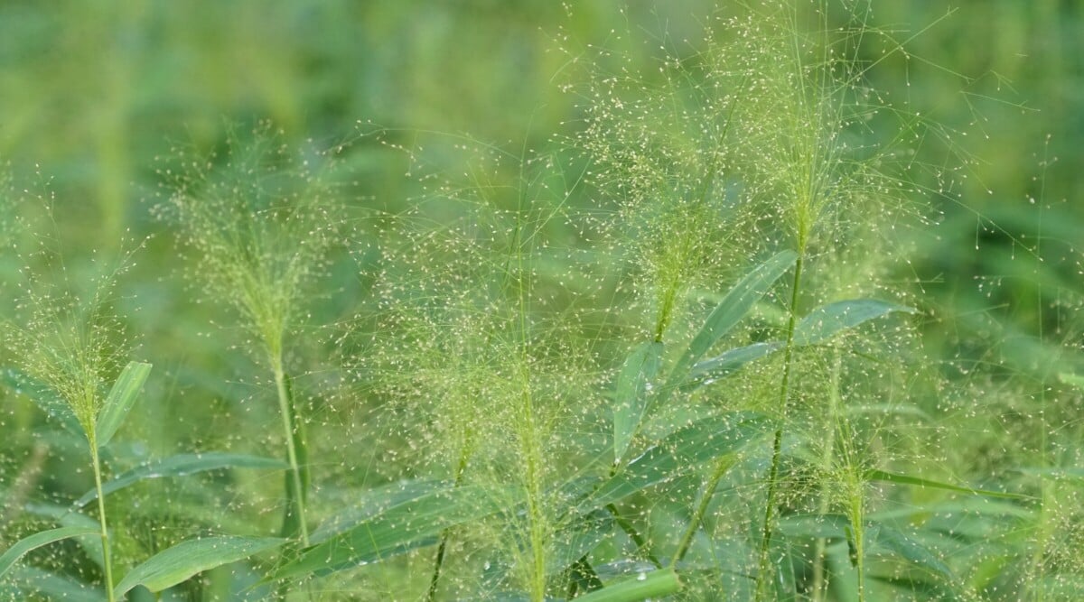 Close-up of Frosted Explosion grass in a garden. This ornamental grass prized for its unique appearance is characterized by delicate, arching foliage with a frosted, silvery-blue hue. The grass features thin, thread-like leaves that radiate outward from the center in a graceful, fountain-like manner. The grass produces feathery, plume-like flower heads.