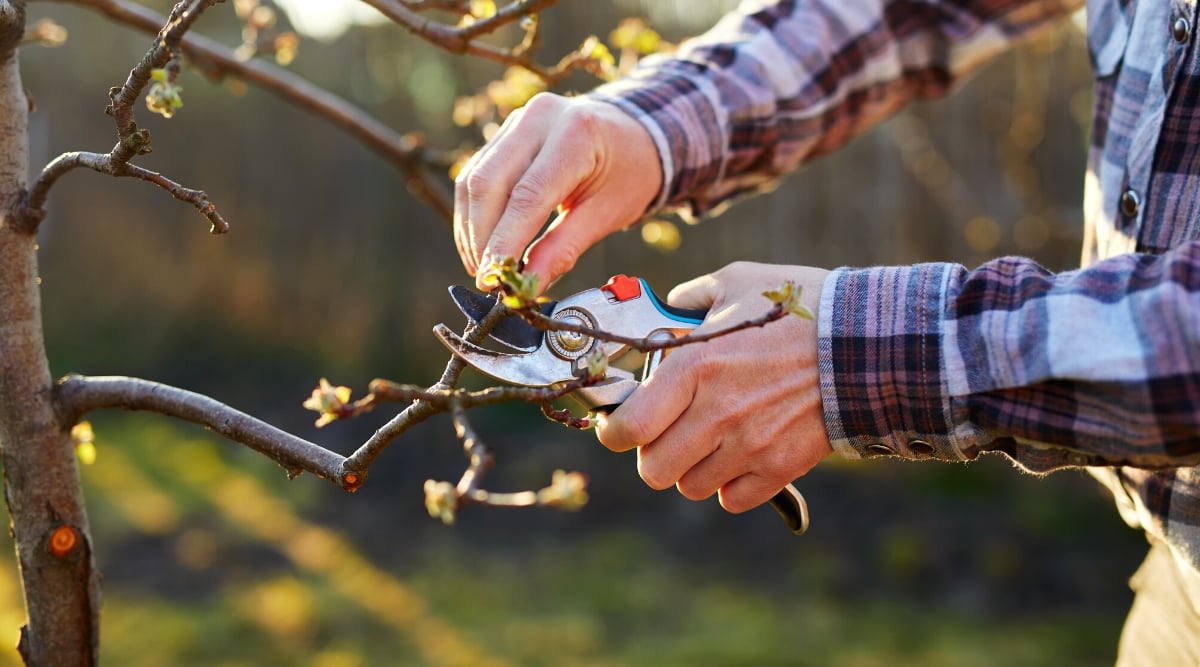 Close-up of a gardener's hands pruning the branches of a fruit tree in a sunny garden using blue pruning shears. The gardener is wearing a checkered purple shirt.