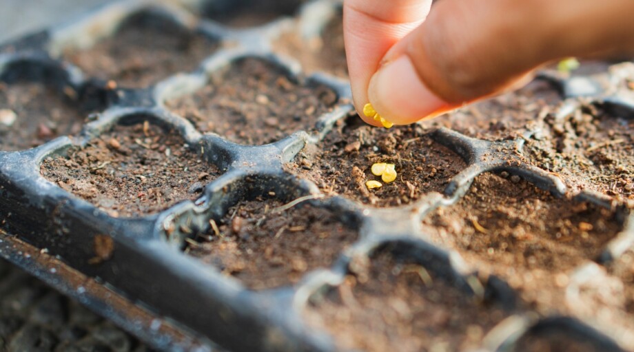 Curated visual reference: Fresh Look at 7 Seedling Myths To Stop Believing