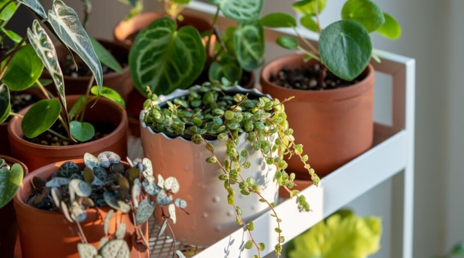 A Comprehensive Guide to Lighting For Houseplants